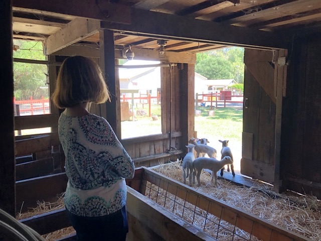 Leslie up at the farm, watching the lambs