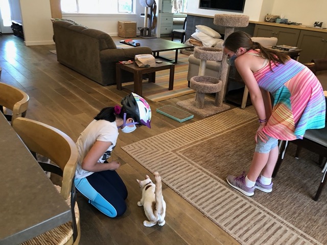 Ellie's friend Vibha came over to meet the cats!