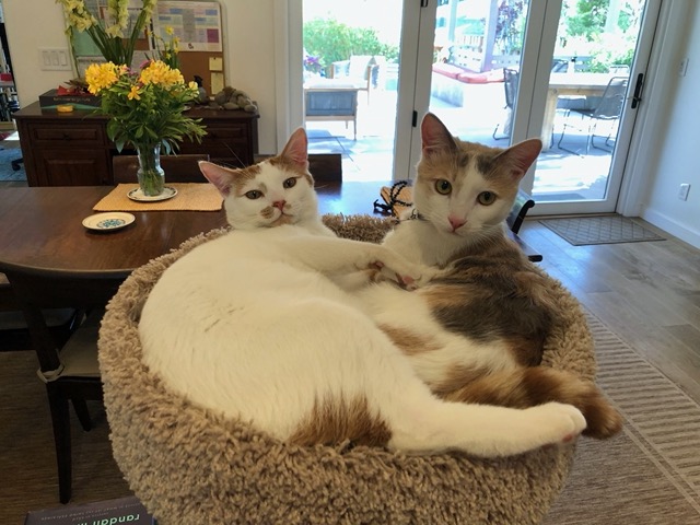 The kitties in their tower
