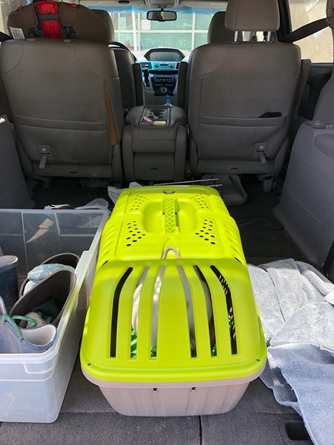 Taking the cats to the vet