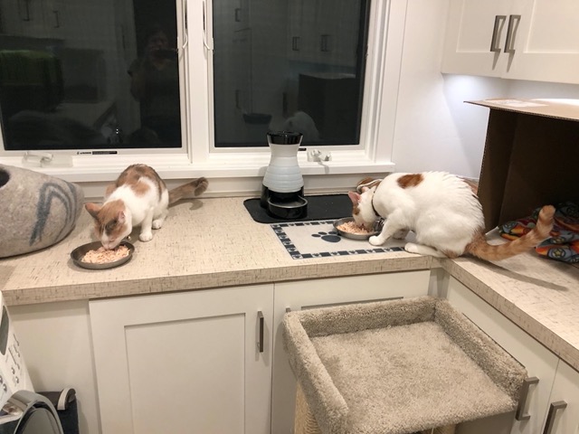 The cats eating from separate bowls