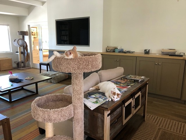 Cricket snoozing in the tower