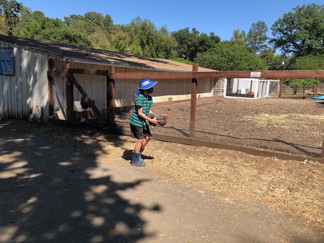 Owen caught an escaped chicken