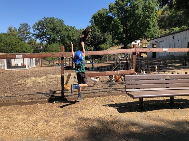 And tossed it over the fence to rejoin the others (standard procedure!)