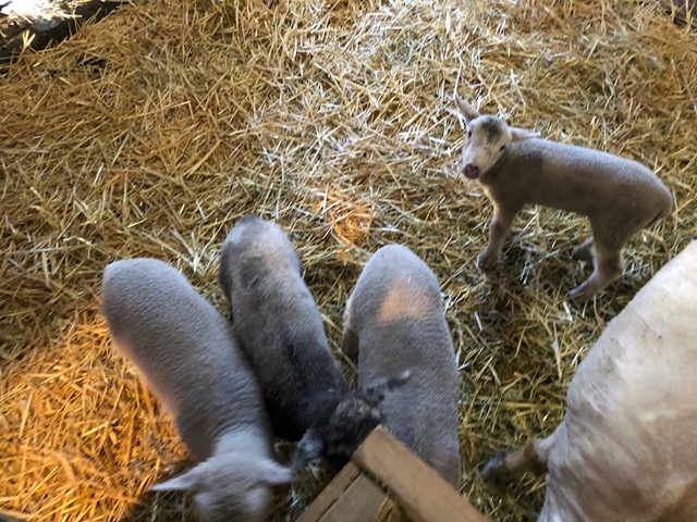 The lambs, already so much bigger