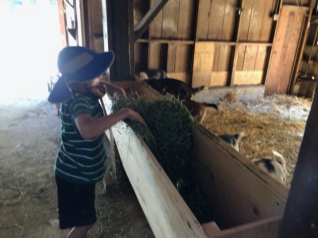 Feeding the goats in the new troughs