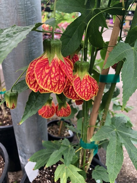 Pretty and striking flowers at the garden store