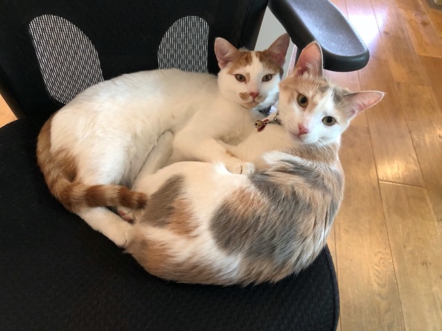 The cats on my office chair