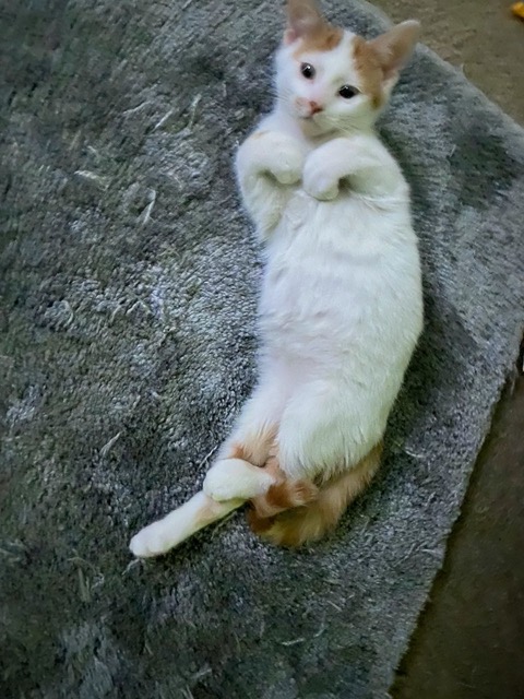Photo of the male kitten sent by the fosterer
