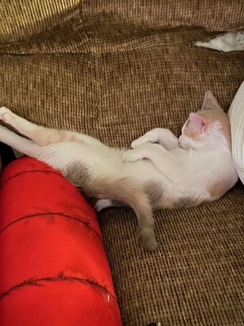 Photo of the female kitten from the fosterer, sleeping in a funny position