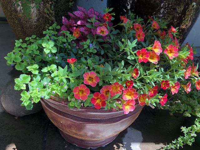 I replaced the plants in this pot behind the sitting area