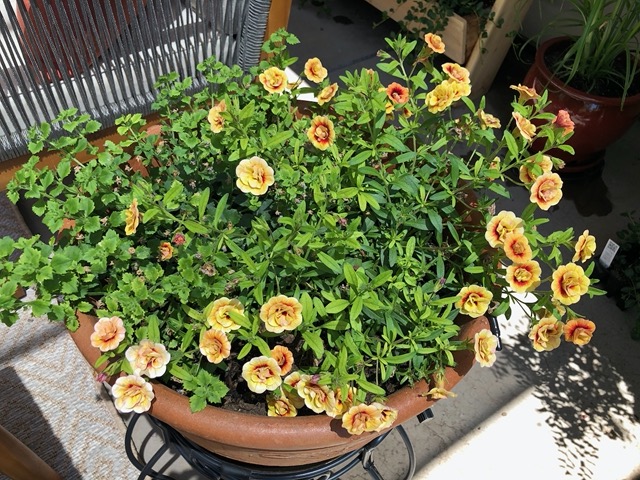 Pot on a stand, with calibracoa and bacopa, next to chair on patio