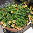 IMG_9700.jpeg