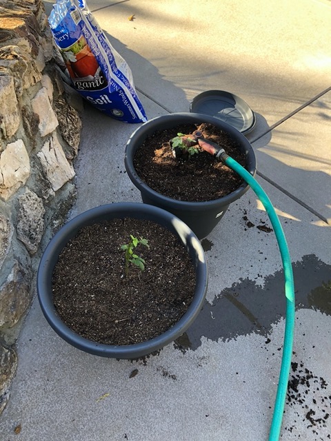 May 18: The hops are starting to grow