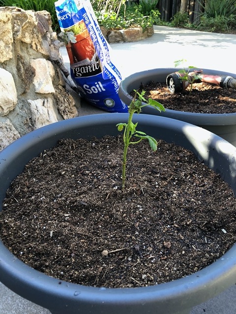 The little hops plant
