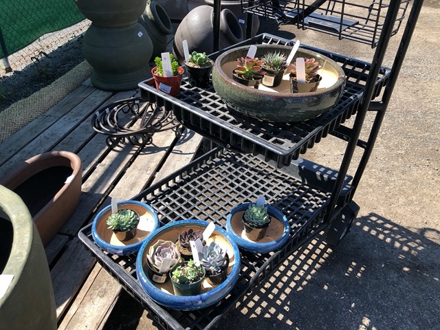 Getting shallow pots and succulents for the rock wall