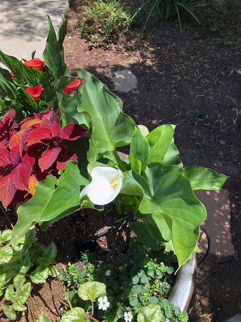 The calla lily, which I also got on Etsy, is blooming!