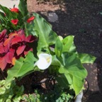 IMG_9719.jpeg