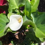 IMG_9720.jpeg