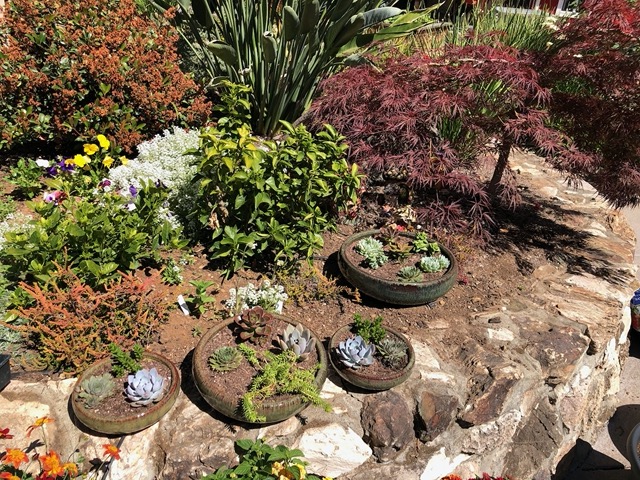 My succulent pots on the wall