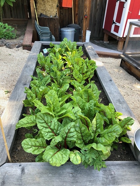 Mike's gorgeous chard box