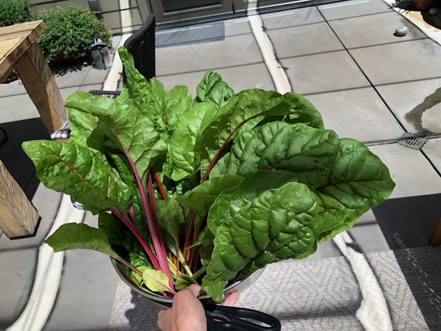 We had LOTS of beautiful chard