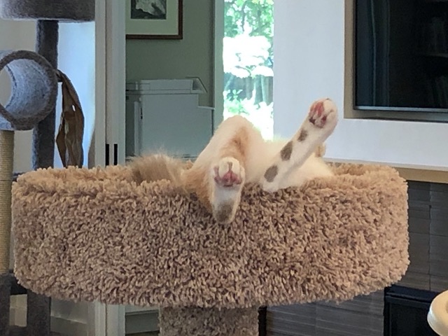 omg it looks like roadkill