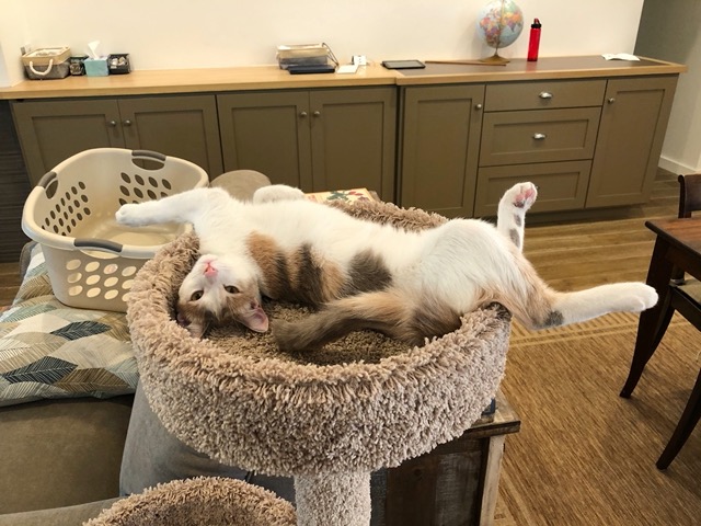 But it's just a relaxed, sleepy kitty