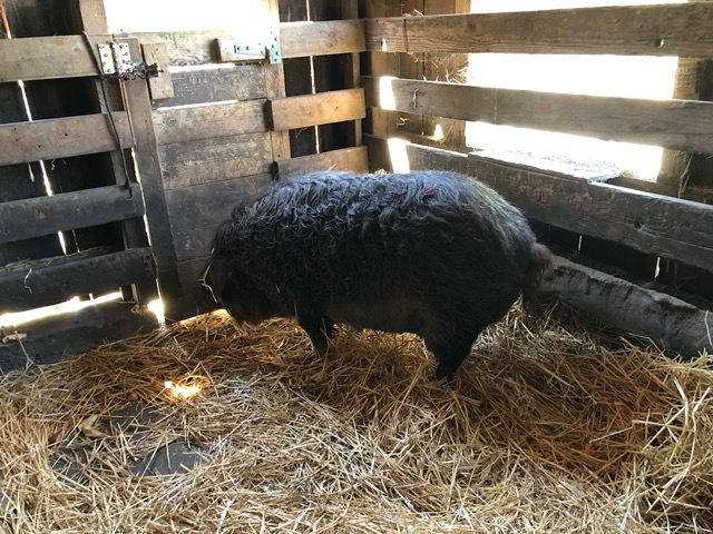 The new pigs!  This is the female