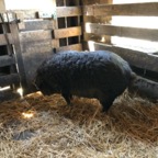 IMG_9759.jpeg