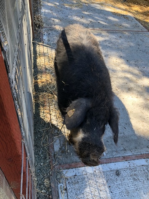 They are very calm and friendly