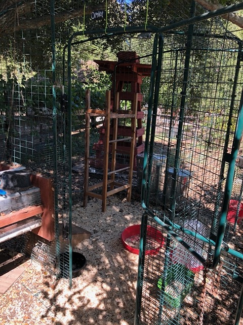 The new quarters for the orange rooster and a couple hens