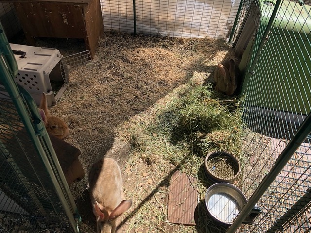 The Flemish giant mother and babies are here!