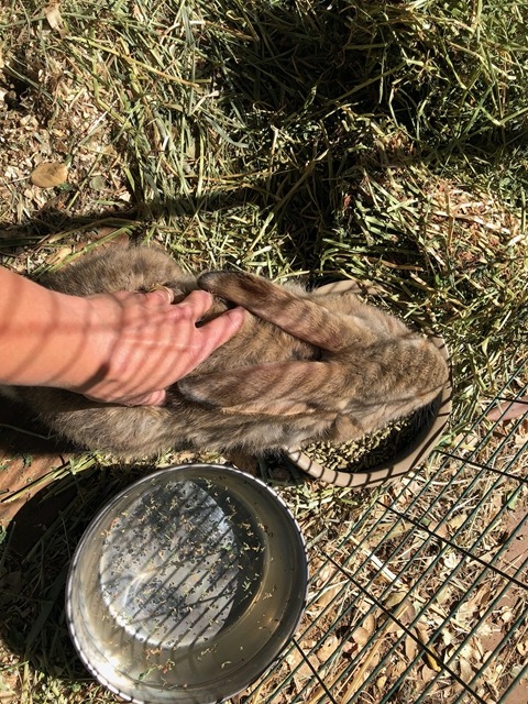 Petting a baby, who is reasonably calm