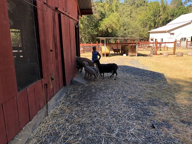 Owen putting the sheep and lambs in -- the ewes were shorn earlier this month