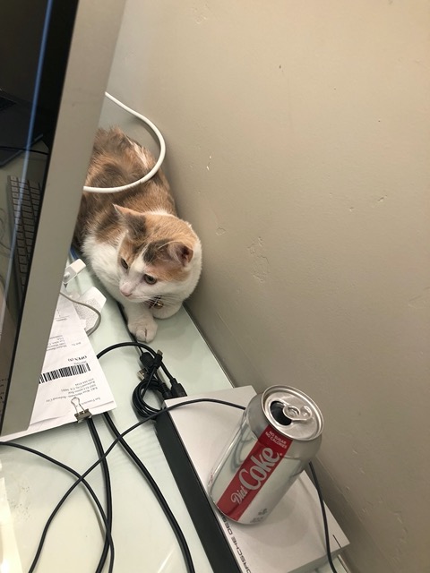 Cricket behind Mike's computer
