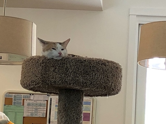 Cricket snoozing in the tower