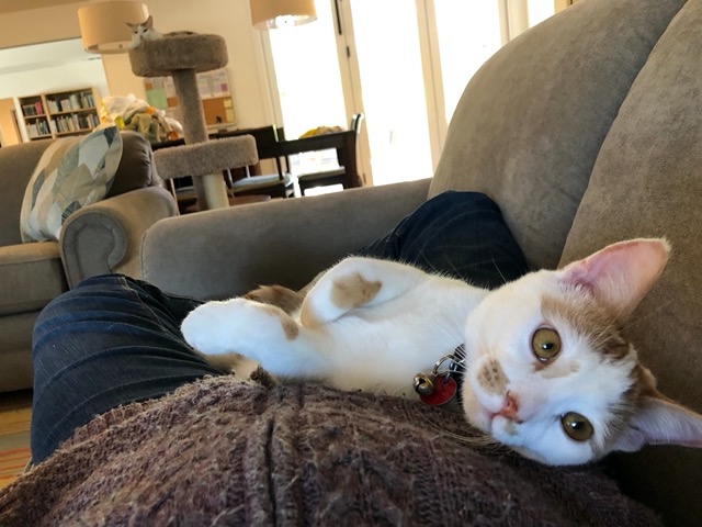 Gizmo relaxing on me