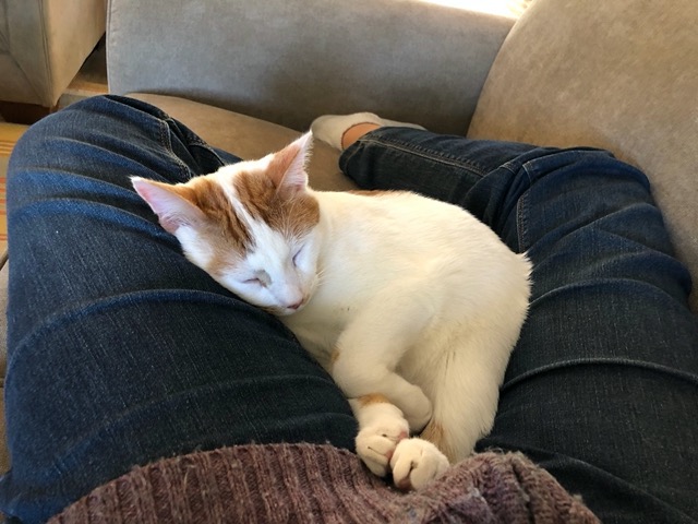 Asleep on my lap