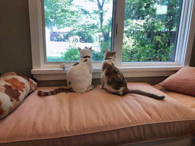 The cats watching birds out the window