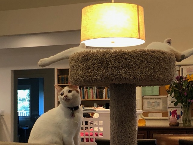 Flop cat (Cricket) on the topwer