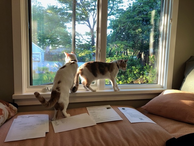 The cats love looking out this window