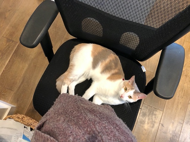 Cricket on my office chair