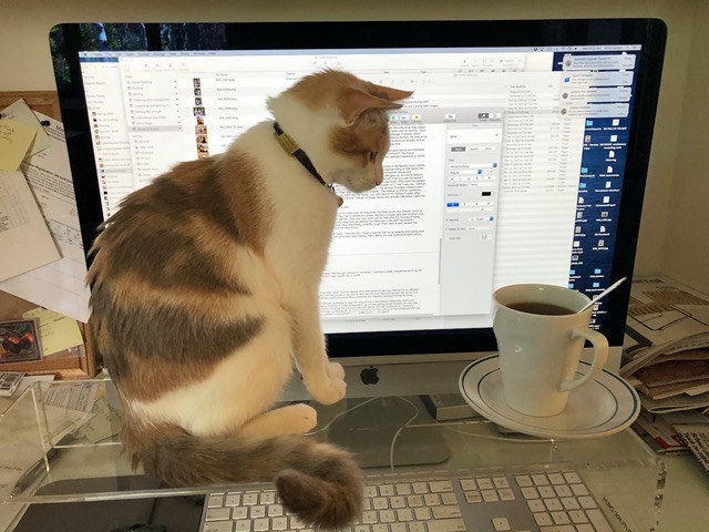 Cricket and tea, while I work on these photo pages