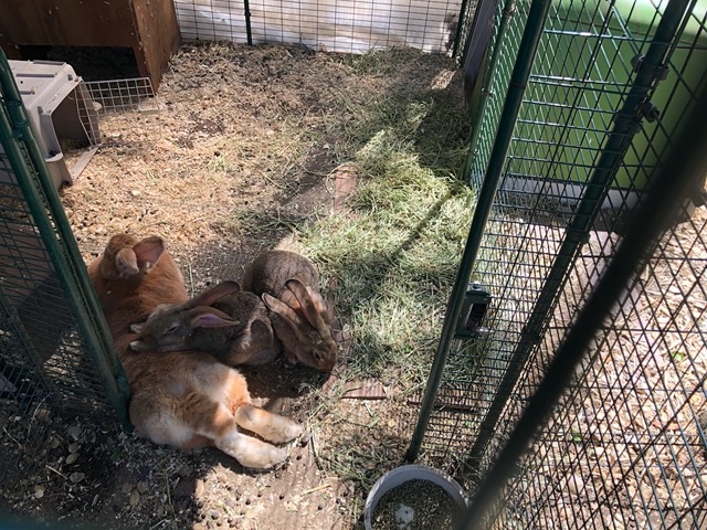 Up at the farm, two baby bunnies with their mom.  All Flemish giants