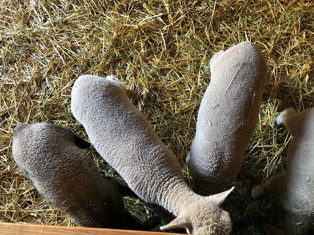 The lambs now