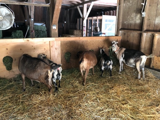 The goats are back in their usual quarters, with new troughs!  They're very happy about this