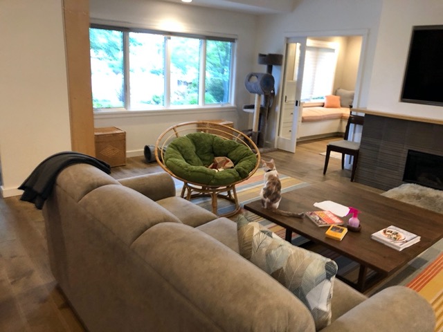 Cricket in the living room