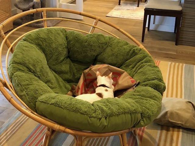 Gizmo in the papasan, with brown paper bag