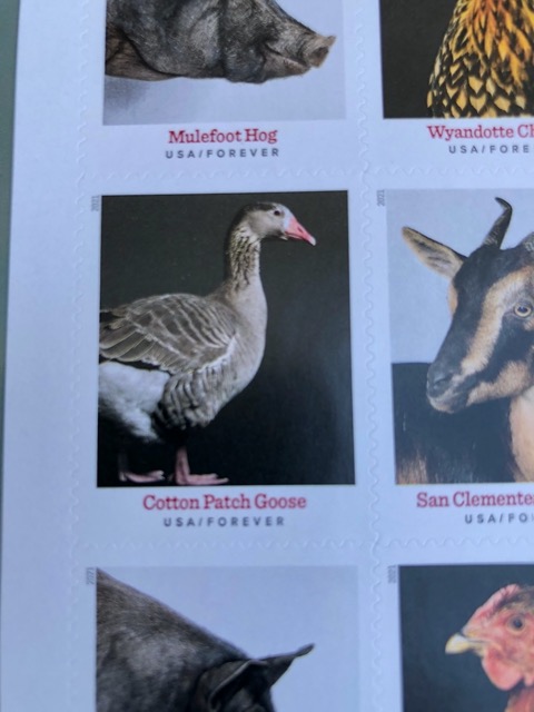 We have Cotton Patch geese at the farm!